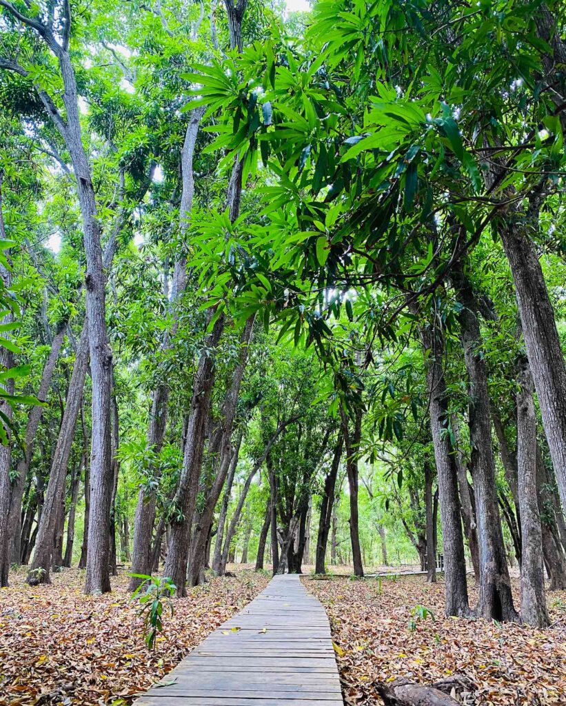 Mango Forest Curacao