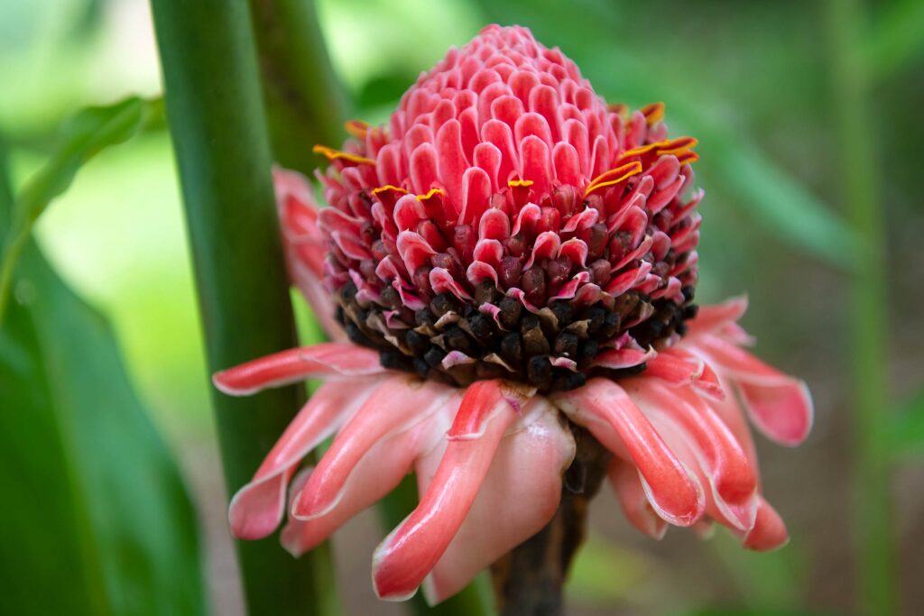 A ginger lily plant near Origins Lodge, Alajuela, Costa Rica
