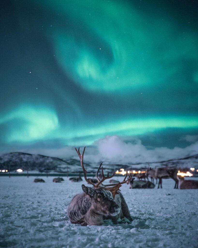 A reindeer beneath the Northern Lights in Norway