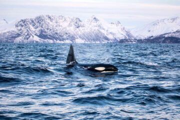An orca in Norway during a Sarah Casewit journey