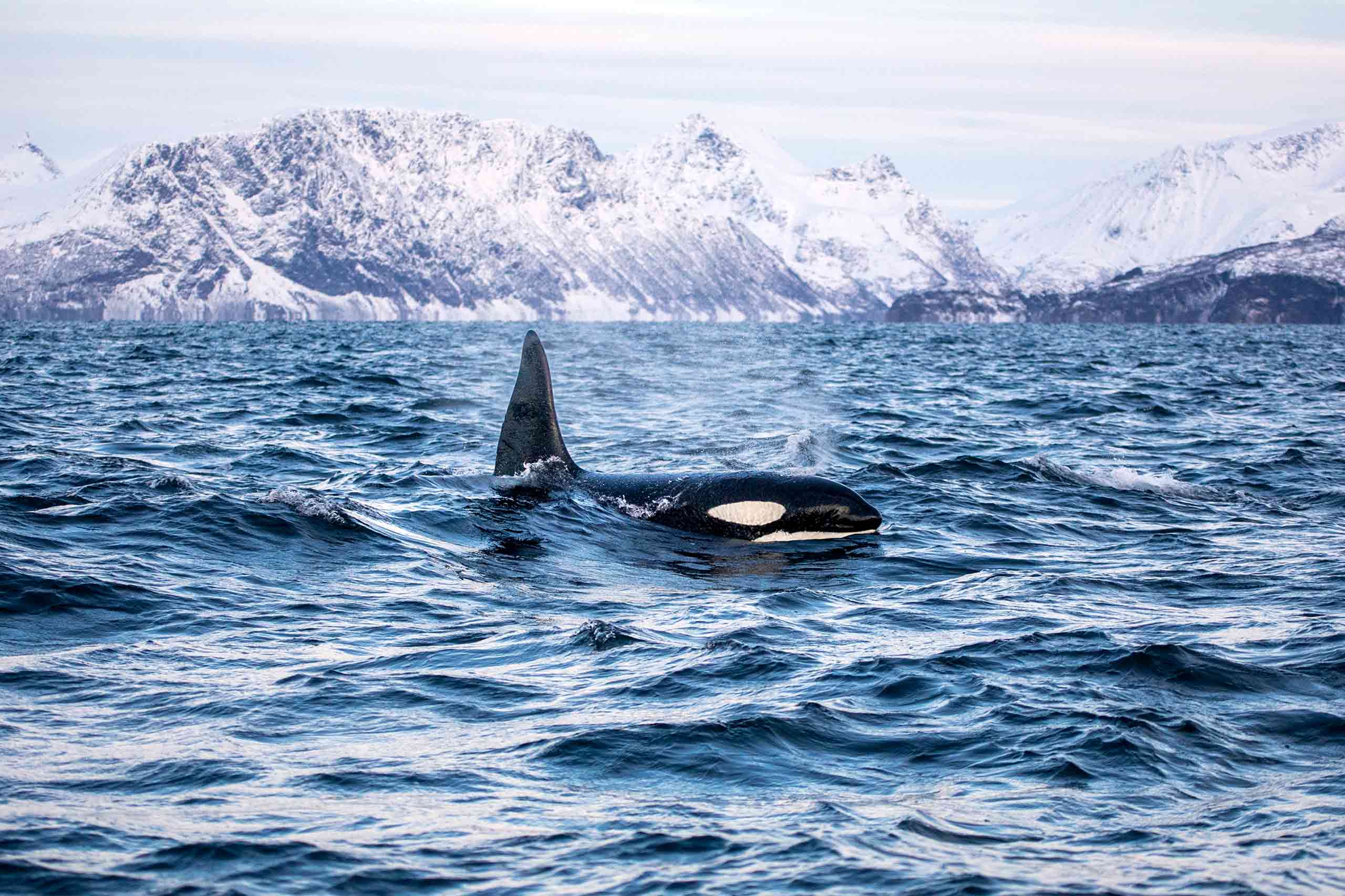 An orca in Norway during a Sarah Casewit journey