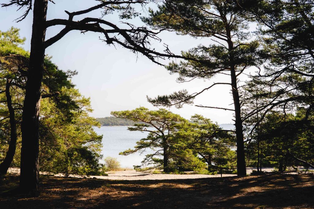 A view of the sea through trees in the Stockholm Archipelago